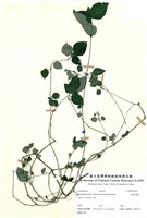 藏品(藍嵌馬藍)的圖片